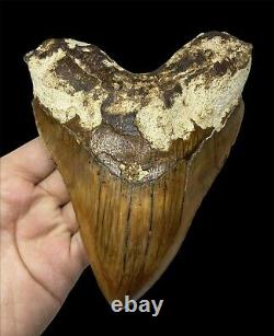 Very Large Megalodon Shark Tooth Fossil, 13.9cm! Brilliant Serrations, Natural