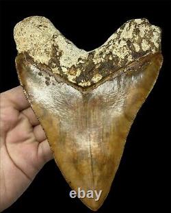 Very Large Megalodon Shark Tooth Fossil, 13.9cm! Brilliant Serrations, Natural