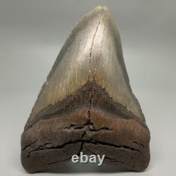 Very Large and Heavy 5.88 Fossil MEGALODON Shark Tooth NC