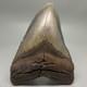 Very Large And Heavy 5.88 Fossil Megalodon Shark Tooth Nc