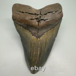 Very Large and Heavy 5.88 Fossil MEGALODON Shark Tooth NC Very Large and Heavy 5.88 Fossil MEGALODON Shark Tooth NC