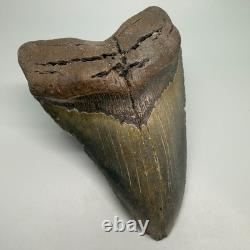 Very Large and Heavy 5.88 Fossil MEGALODON Shark Tooth NC