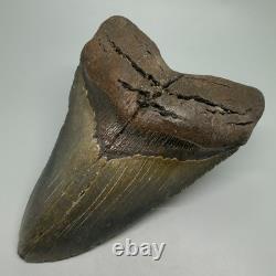 Very Large and Heavy 5.88 Fossil MEGALODON Shark Tooth NC