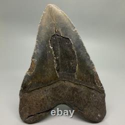 Very Large and Heavy 5.88 Fossil MEGALODON Shark Tooth NC