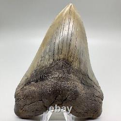 Very Large and Nice Quality Complete 5.49 Fossil Megalodon shark Tooth- USA