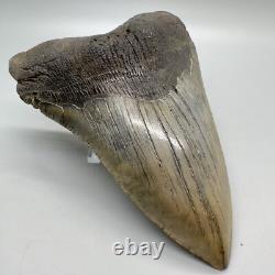 Very Large and Nice Quality Complete 5.49 Fossil Megalodon shark Tooth- USA