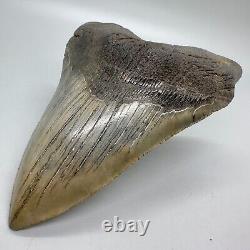 Very Large and Nice Quality Complete 5.49 Fossil Megalodon shark Tooth- USA