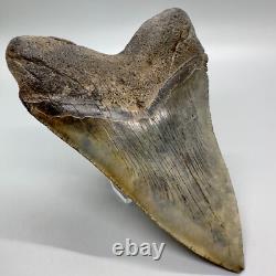 Very Large and Nice Quality Complete 5.49 Fossil Megalodon shark Tooth- USA