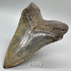 Very Large and Nice Quality Complete 5.49 Fossil Megalodon shark Tooth- USA