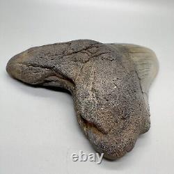 Very Large and Nice Quality Complete 5.49 Fossil Megalodon shark Tooth- USA
