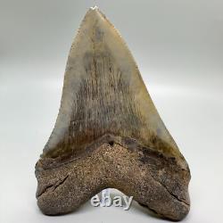 Very Large and Nice Quality Complete 5.49 Fossil Megalodon shark Tooth- USA