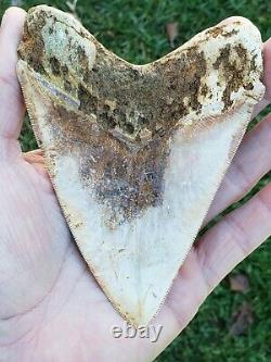Very Nice 5.3 Indonesian MEGALODON with amazing color Fossil Shark teeth