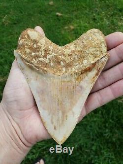 Very Nice 5.7 Indonesian MEGALODON Fossil Shark teeth