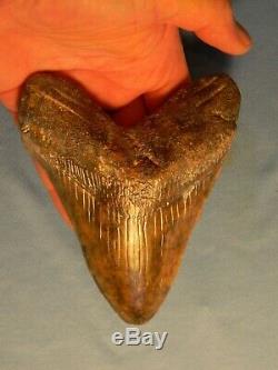 Very Nice Brown Marbled 5 1/2 Inch Megalodon Shark Tooth Fossil