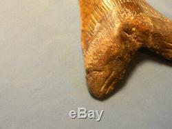Very Nice Brown Marbled 5 1/2 Inch Megalodon Shark Tooth Fossil