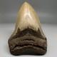 Very Nice Quality 4.76 Long Serrated Fossil Megalodon Shark Tooth Nc