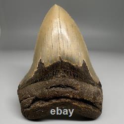 Very Nice Quality 4.76 Long Serrated Fossil MEGALODON Shark Tooth NC