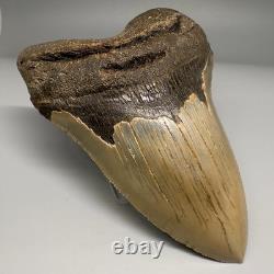 Very Nice Quality 4.76 Long Serrated Fossil MEGALODON Shark Tooth NC
