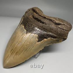 Very Nice Quality 4.76 Long Serrated Fossil MEGALODON Shark Tooth NC
