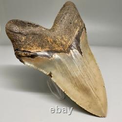 Very Nice Quality 4.76 Long Serrated Fossil MEGALODON Shark Tooth NC
