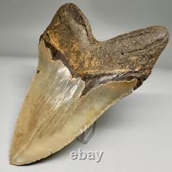 Very Nice Quality 4.76 Long Serrated Fossil MEGALODON Shark Tooth NC