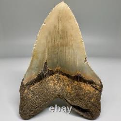 Very Nice Quality 4.76 Long Serrated Fossil MEGALODON Shark Tooth NC