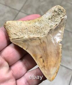 Very Pretty & Colorfully Sweet Indonesian Megalodon Sharktooth Fossil