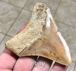 Very Pretty & Colorfully Sweet Indonesian Megalodon Sharktooth Fossil