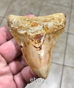 Very Pretty & Colorfully Sweet Indonesian Megalodon Sharktooth Fossil
