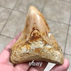Very Pretty & Colorfully Sweet Indonesian Megalodon Sharktooth Fossil