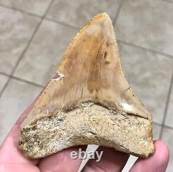 Very Pretty & Colorfully Sweet Indonesian Megalodon Sharktooth Fossil