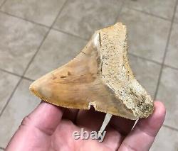 Very Pretty & Colorfully Sweet Indonesian Megalodon Sharktooth Fossil
