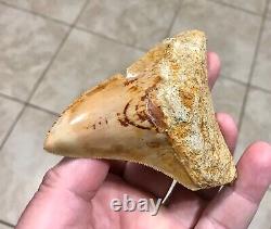 Very Pretty & Colorfully Sweet Indonesian Megalodon Sharktooth Fossil
