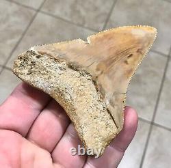 Very Pretty & Colorfully Sweet Indonesian Megalodon Sharktooth Fossil