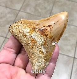 Very Pretty & Colorfully Sweet Indonesian Megalodon Sharktooth Fossil