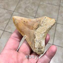 Very Pretty & Colorfully Sweet Indonesian Megalodon Sharktooth Fossil