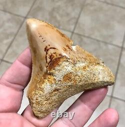 Very Pretty & Colorfully Sweet Indonesian Megalodon Sharktooth Fossil