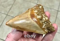 Very Pretty & Nicely Shaped 4.06 Megalodon Sharktooth Fossil