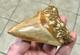 Very Pretty & Nicely Shaped 4.06 Megalodon Sharktooth Fossil