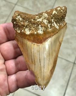 Very Pretty & Nicely Shaped 4.06 Megalodon Sharktooth Fossil Very Pretty & Nicely Shaped 4.06 Megalodon Sharktooth Fossil