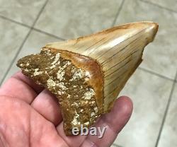 Very Pretty & Nicely Shaped 4.06 Megalodon Sharktooth Fossil