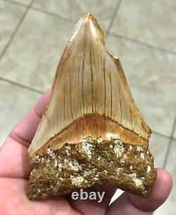 Very Pretty & Nicely Shaped 4.06 Megalodon Sharktooth Fossil