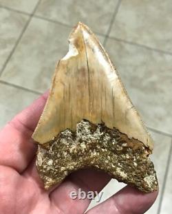 Very Pretty & Nicely Shaped 4.06 Megalodon Sharktooth Fossil