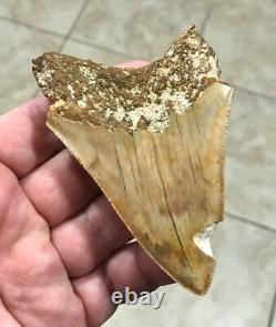 Very Pretty & Nicely Shaped 4.06 Megalodon Sharktooth Fossil