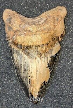 Very Rare 5 Fossil MEGALODON Shark Tooth Sharktooth Hill Bakersfield, CA