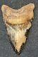 Very Rare 5 Fossil Megalodon Shark Tooth Sharktooth Hill Bakersfield, Ca