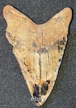 Very Rare 5 Fossil MEGALODON Shark Tooth Sharktooth Hill Bakersfield, CA