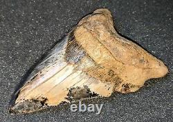 Very Rare 5 Fossil MEGALODON Shark Tooth Sharktooth Hill Bakersfield, CA