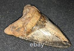 Very Rare 5 Fossil MEGALODON Shark Tooth Sharktooth Hill Bakersfield, CA
