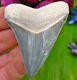 Very Rare Bone Valley Chubutensis Fossil Shark Tooth Florida Teeth Not Megalodon